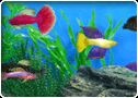 Fish Tycoon